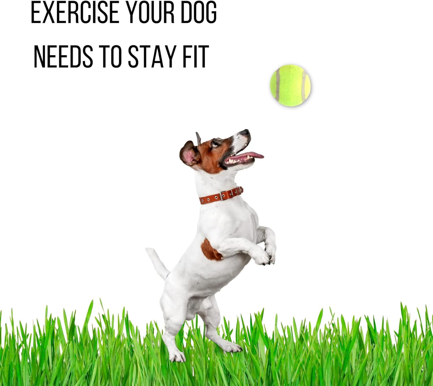 Dog Tennis Balls Toy Strong Standard Size(Pack of 10 Count)